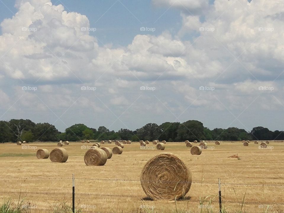 Hay, Rural, Straw, No Person, Countryside