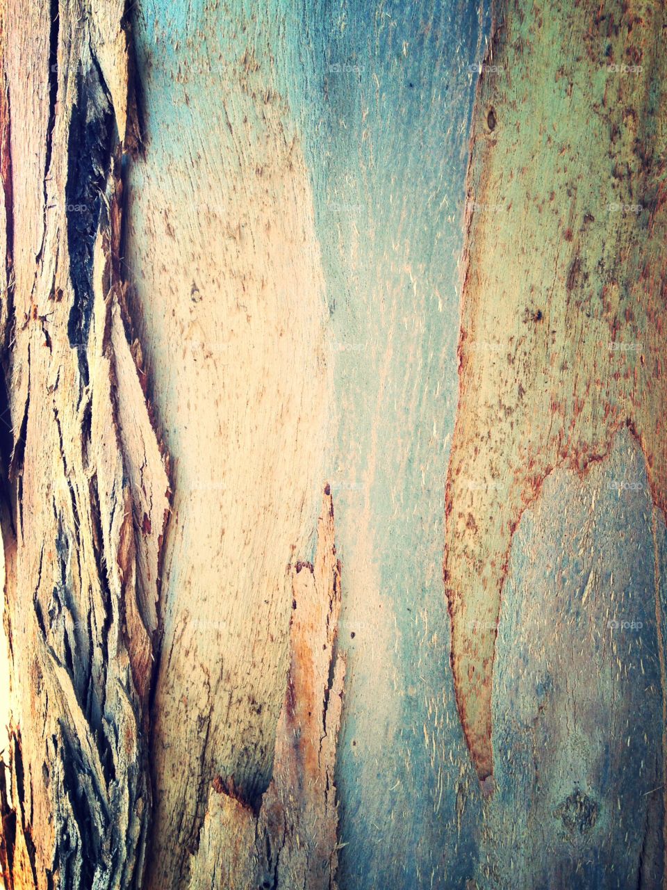 Eucalyptus color