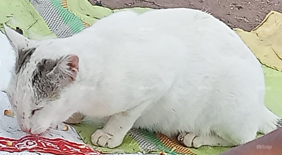 Oh! such a pretty cat!!!🐈😺 very smooth fur 😻 with milky white colour. looking awesome 😎 cat is hungry and busy with eating 😋cat eating veg and non veg also. cat likes rat🐀  very much. And also like drinking milk.🥛