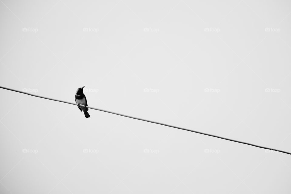A bird on the wires with clear sky background