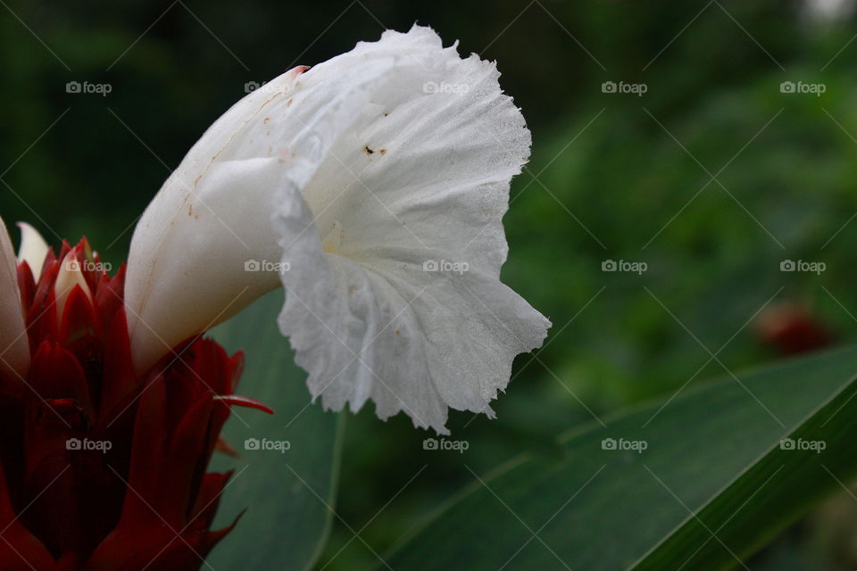 White blooming flower