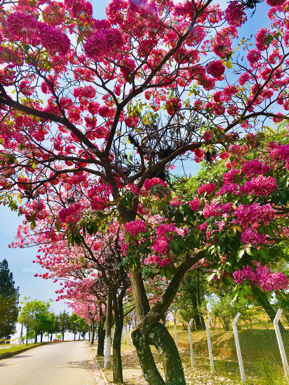Nossos ipês da cor rosa pintando o azul-anil do céu. Como a natureza é generosa em beleza, nos dando essas Plantas do Brasil para nós.