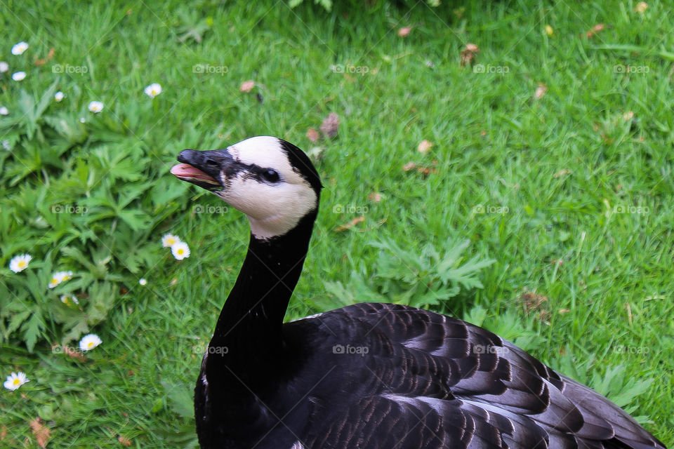 Goose At St James' Park London