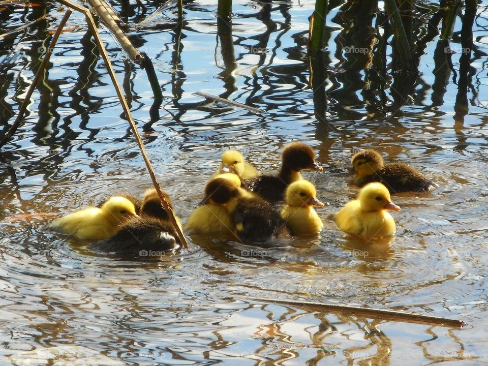 Yellow and brown baby ducklings swimming in the lake at Lake Lily Park in Maitland, Florida.