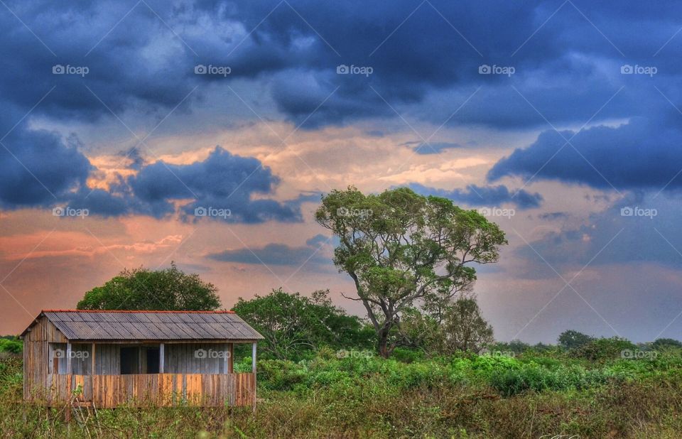 PANTANAL MS BRAZIL