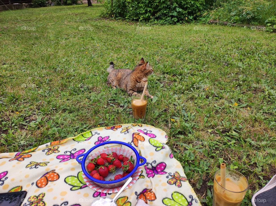 A calm afternoon breakfast in the grass outside on a blanket, eating strawberries and drinking cold frappe while a cat is keeping company