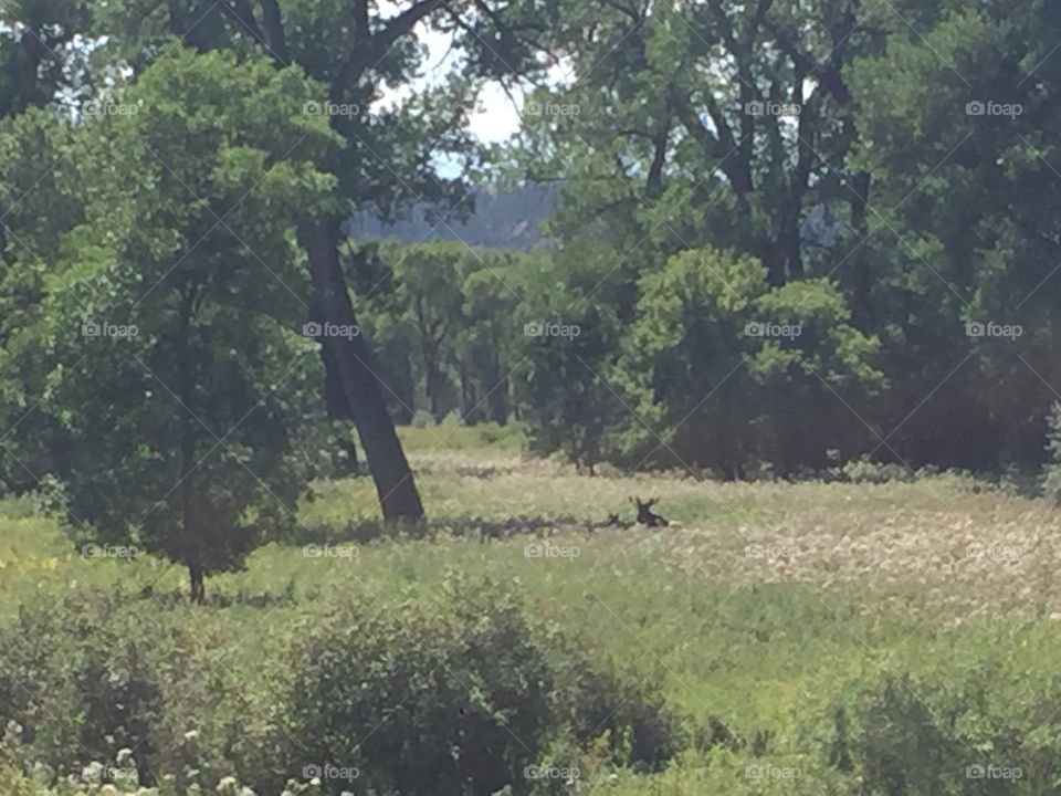 Tree, Landscape, Wood, Nature, Grass