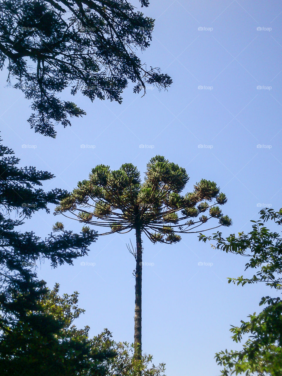 Tree, No Person, Nature, Leaf, Sky