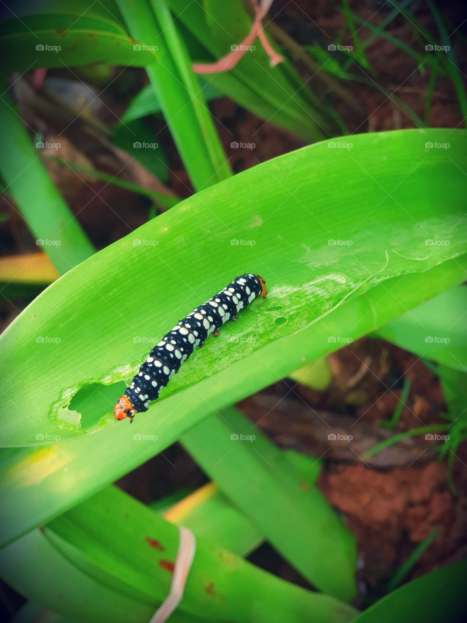 Caterpillar pest