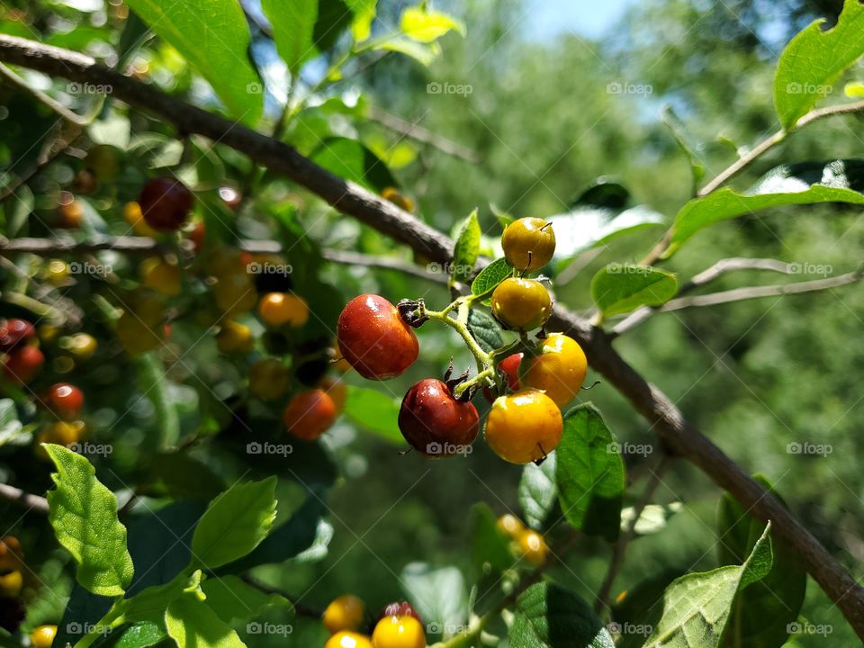 The beautiful red when ripe anacua berries.