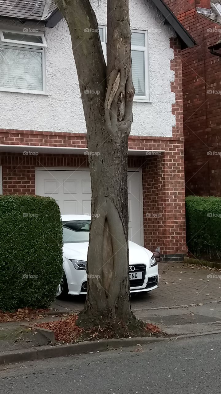 Cool tree trunk