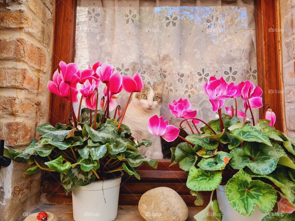 adorable kitten looks curiously out of the window at what is happening outside