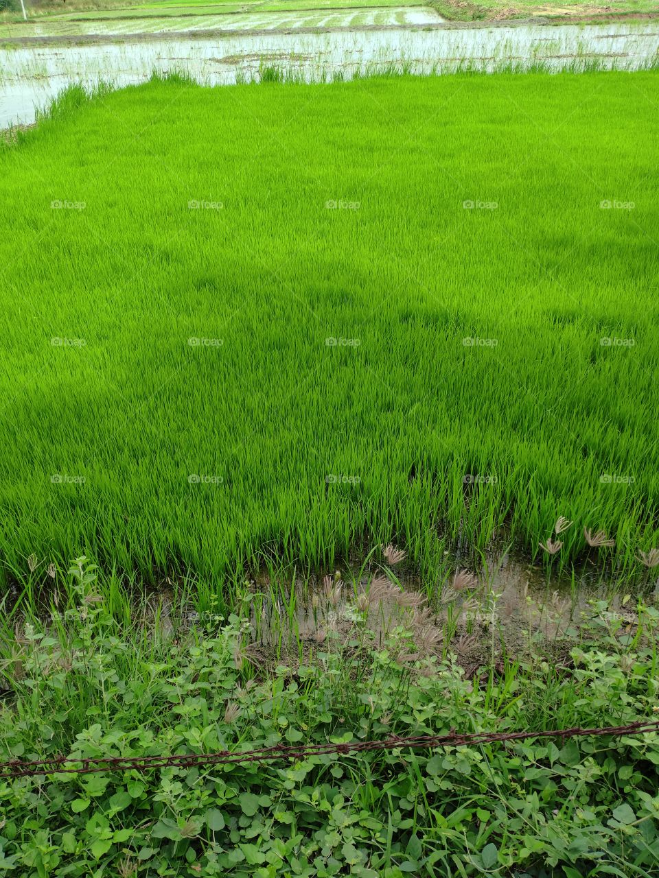 Green Grass of Rice