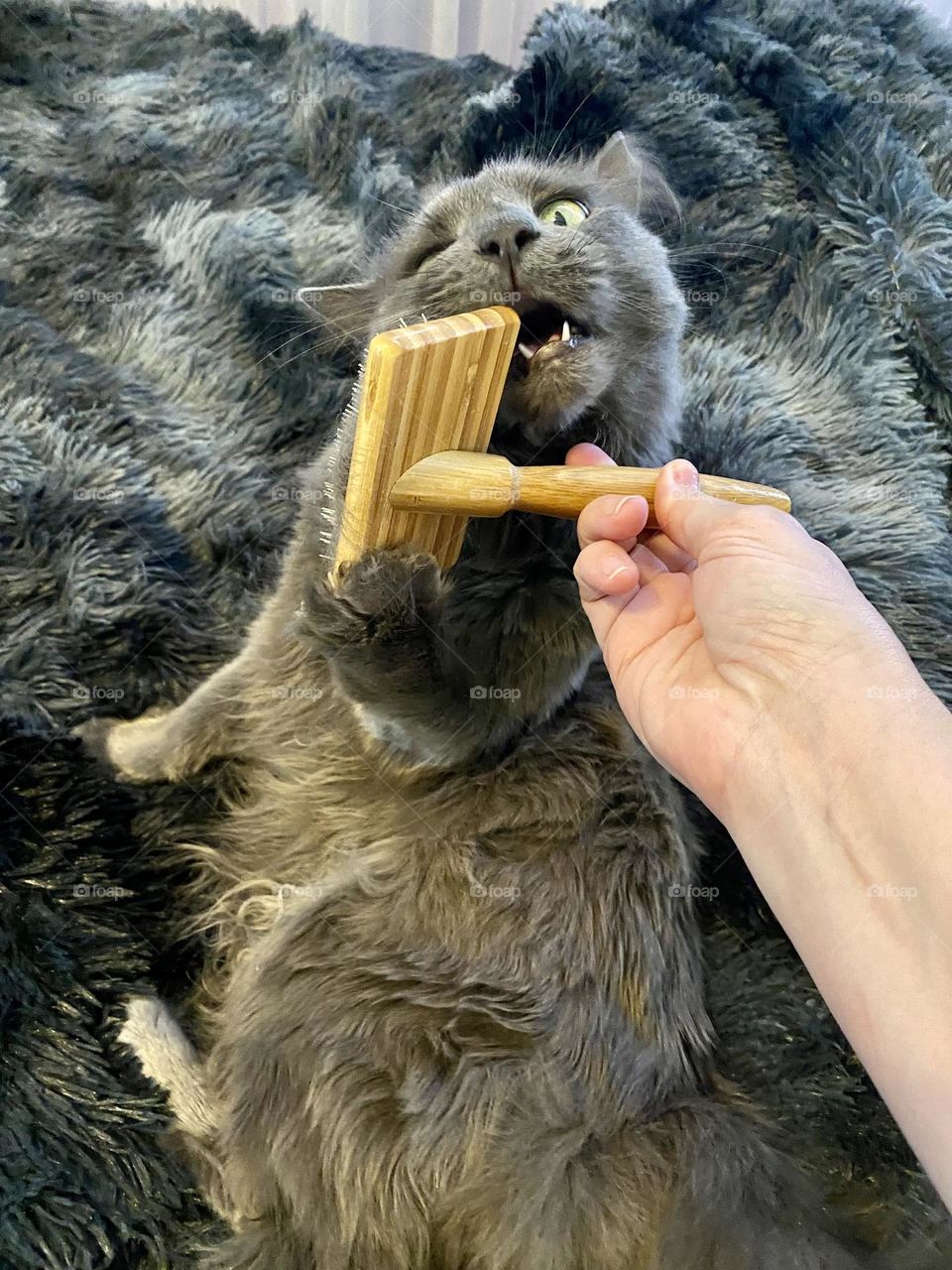 A person trying to brush a grey fluffy cat