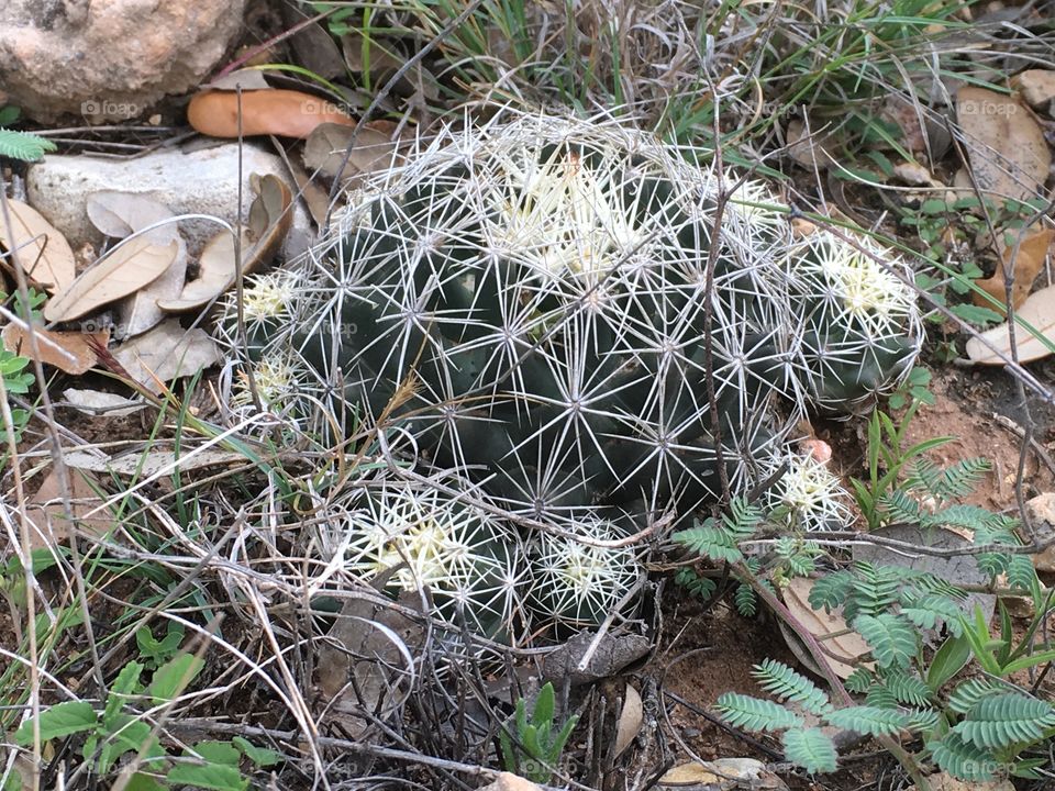Cactus in Williams Ranch, Texas.....which is now a ghost town.
