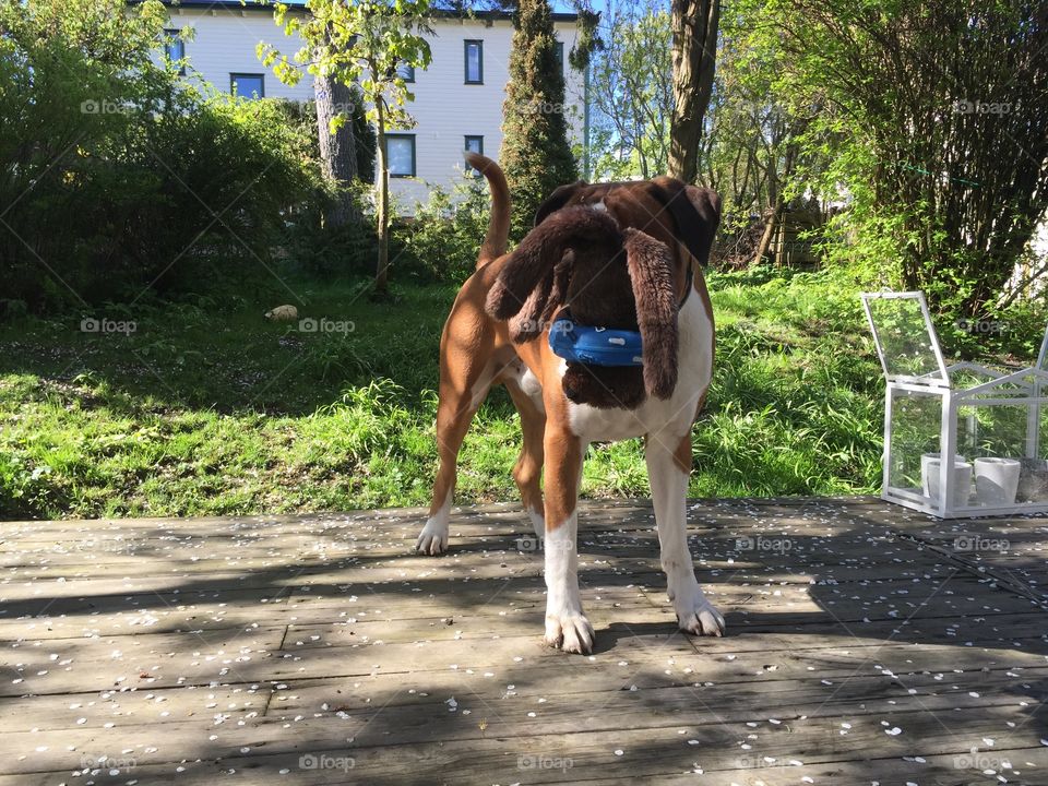 Berret. I can't see anything .... Of course not ;) 