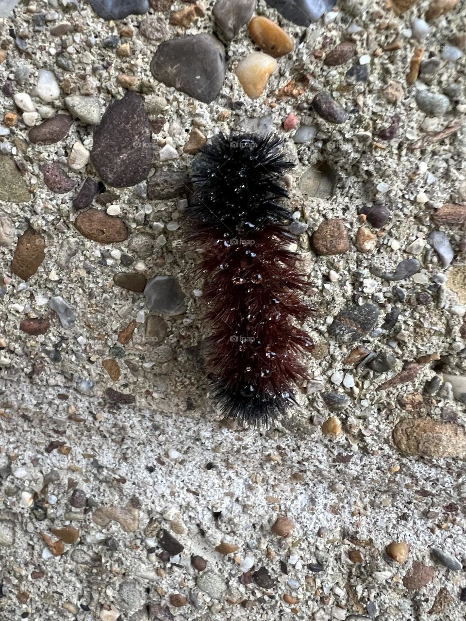 Wooly bear caterpillar 