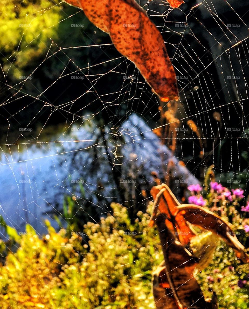 An autumn web