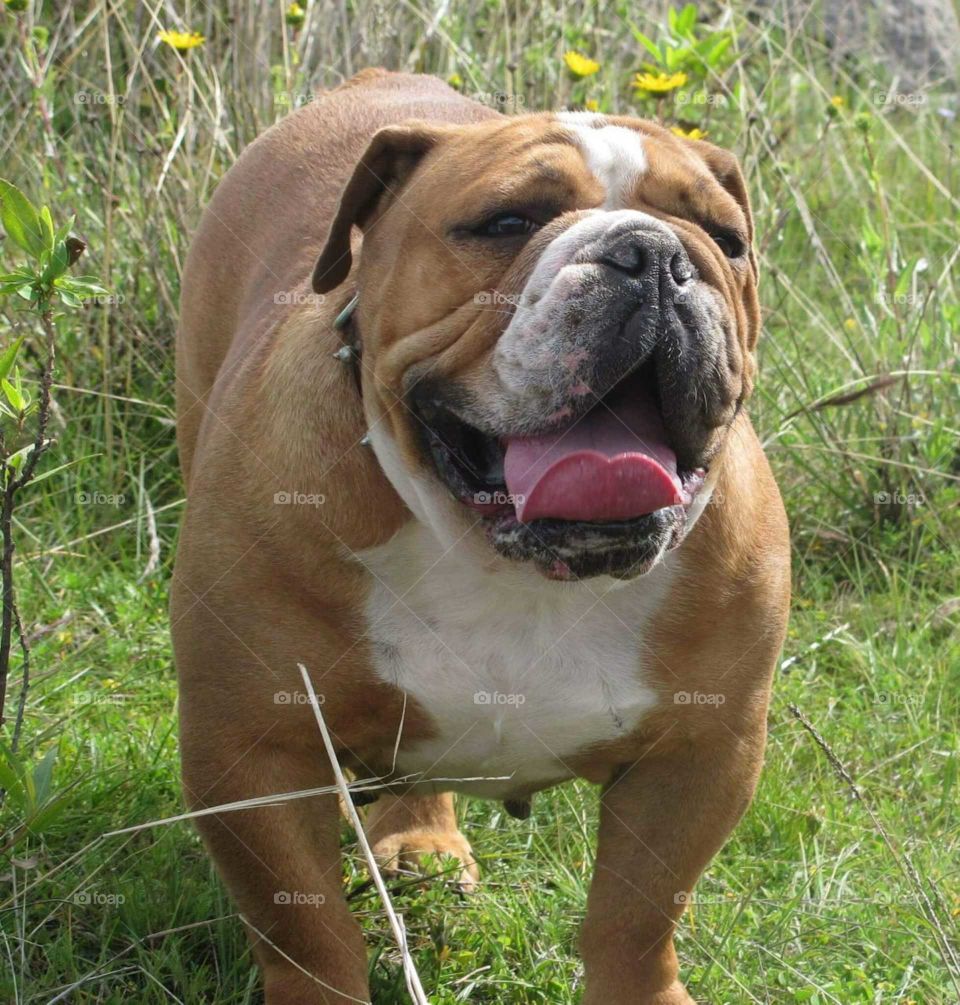 Bulldog
