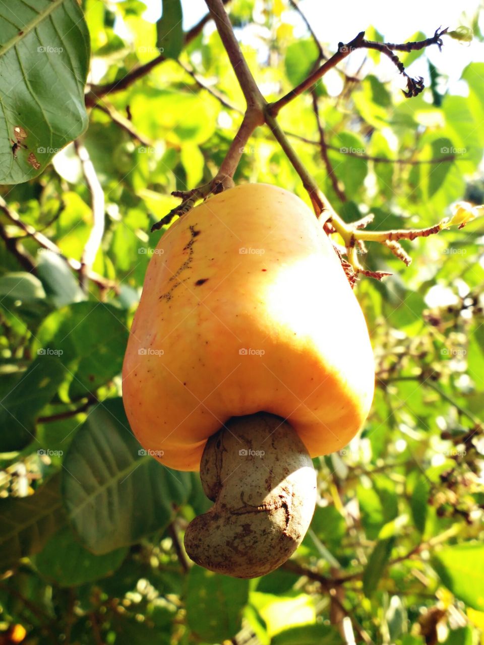 cashew nuts fruit