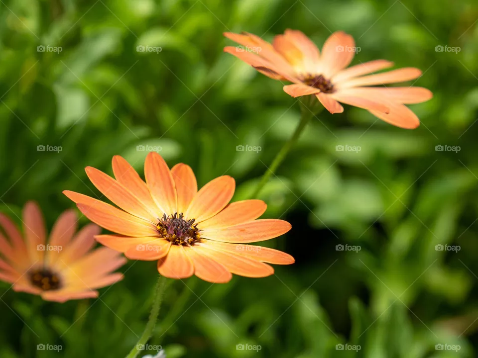 Beautiful orange flower