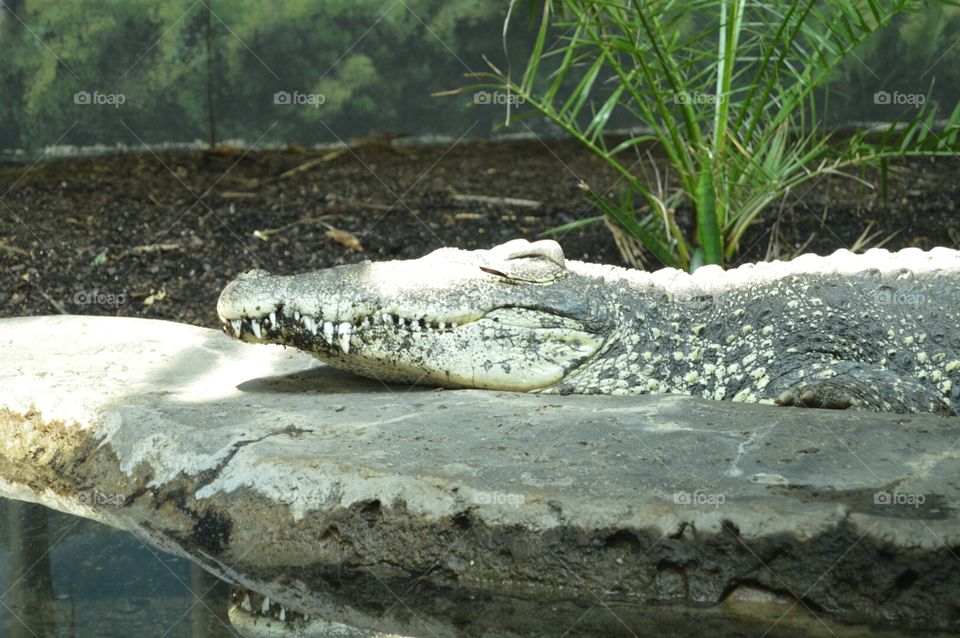 alligator. Alligator resting