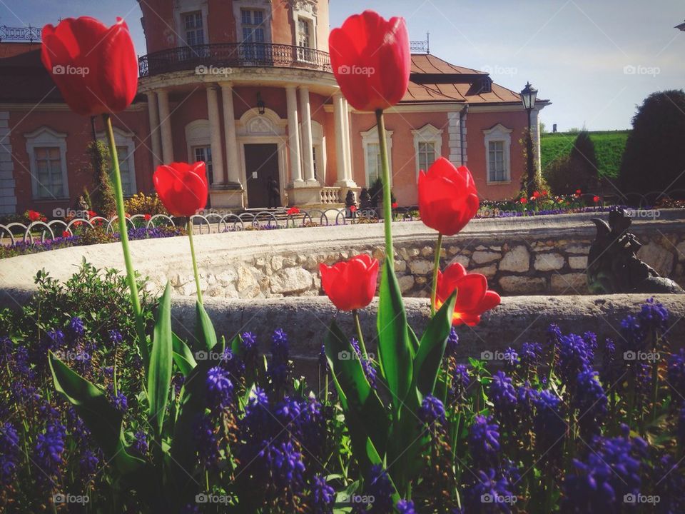 Tulips near the castle 