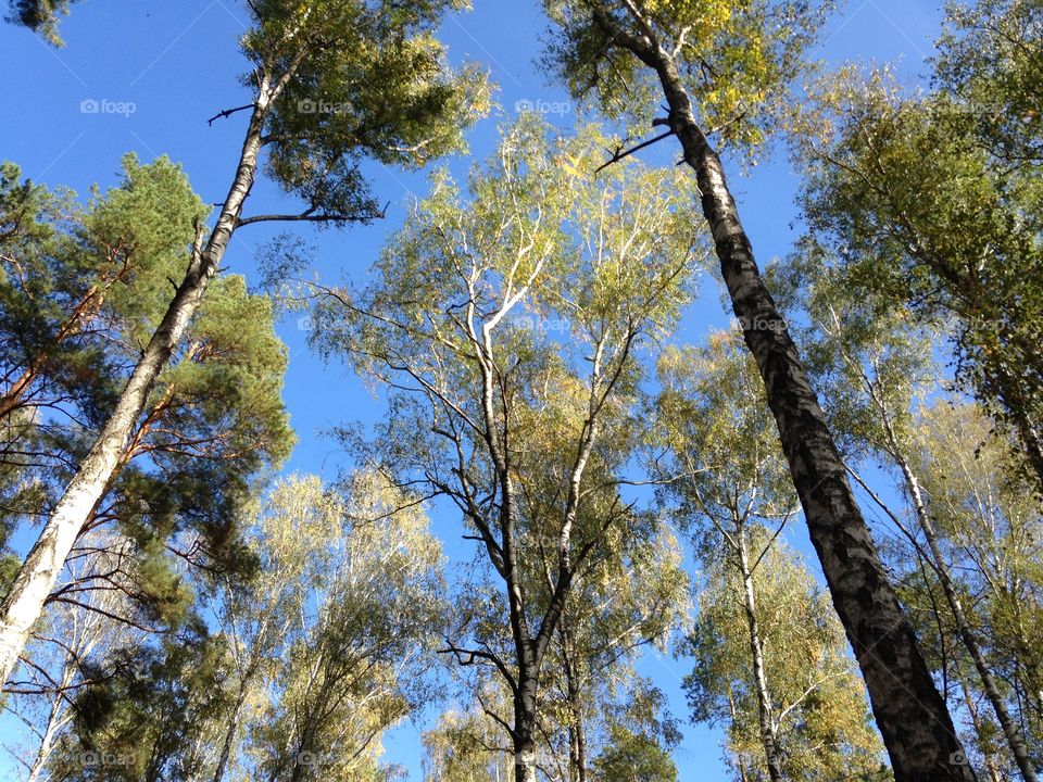 Summer sky through trees 