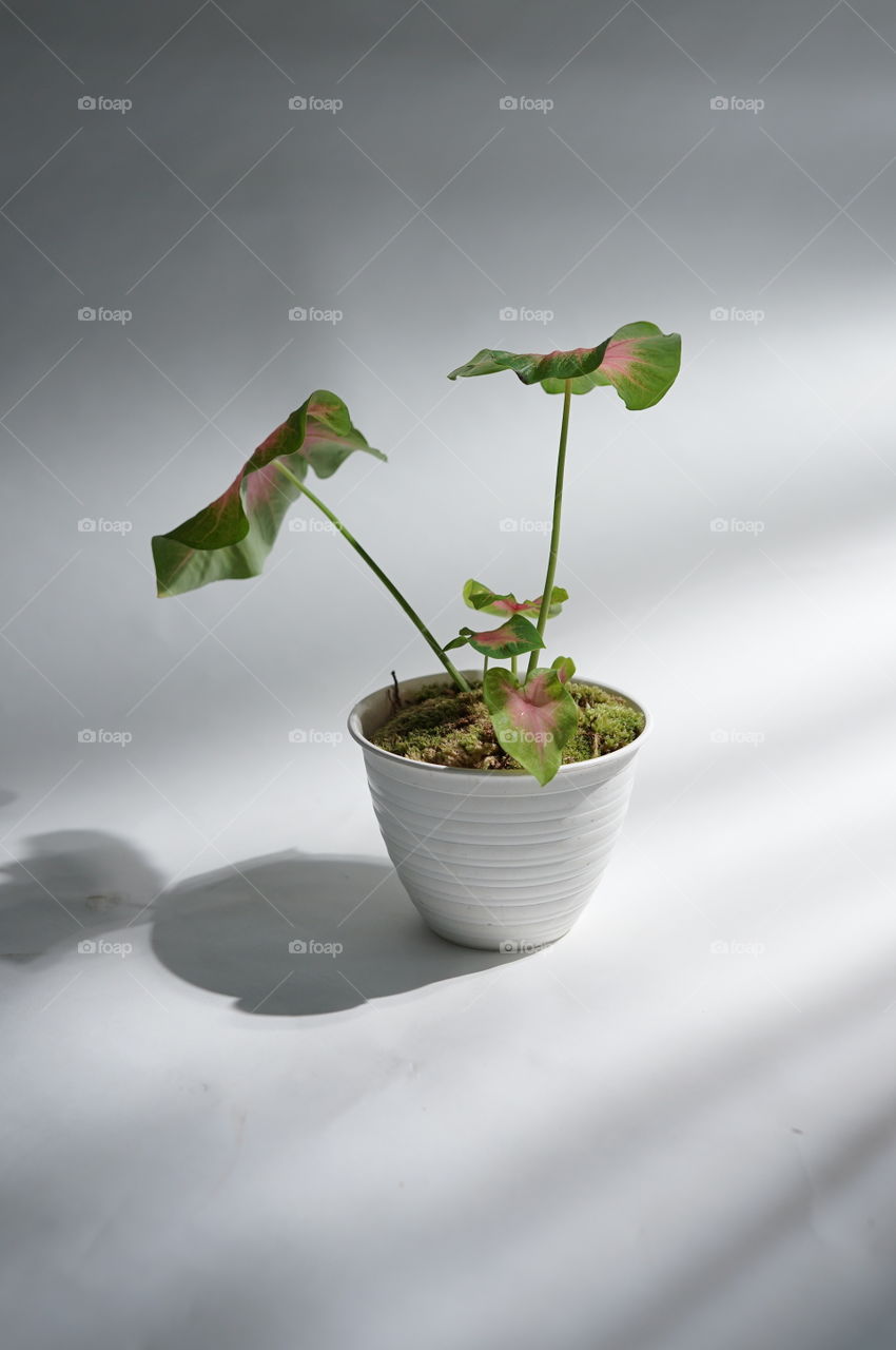 Potrait plant with shadow