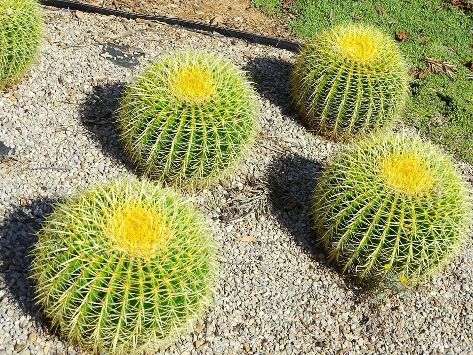 Cactus