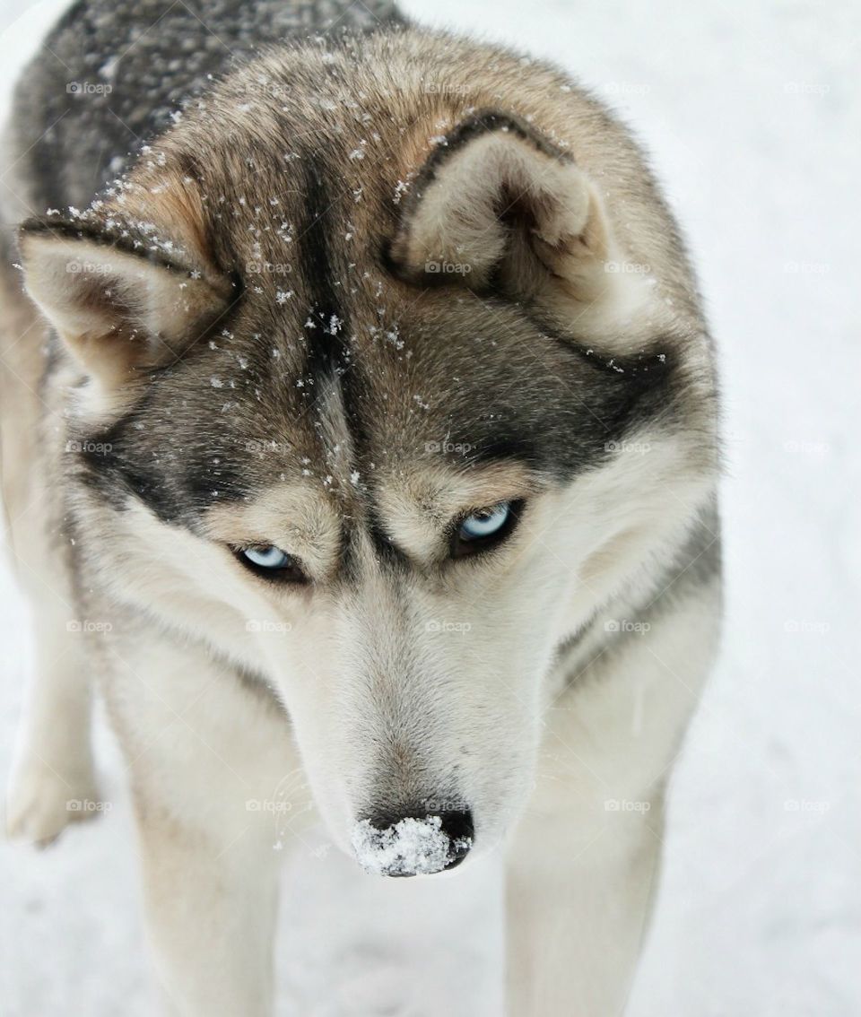 Portrait of wolf standing on snow during winter