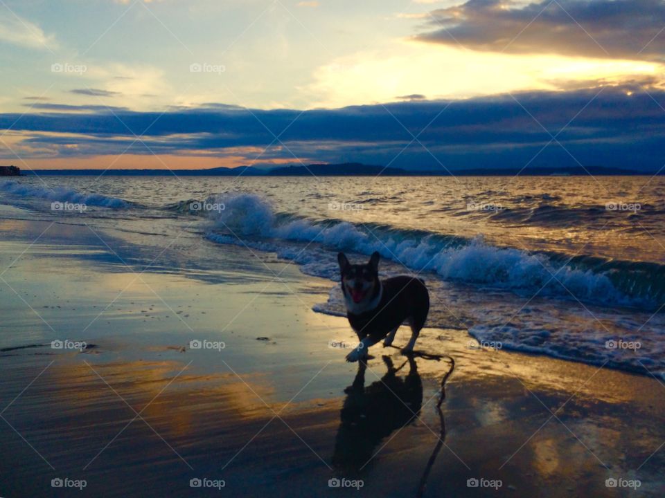 Dog playing at the beach at sunset 