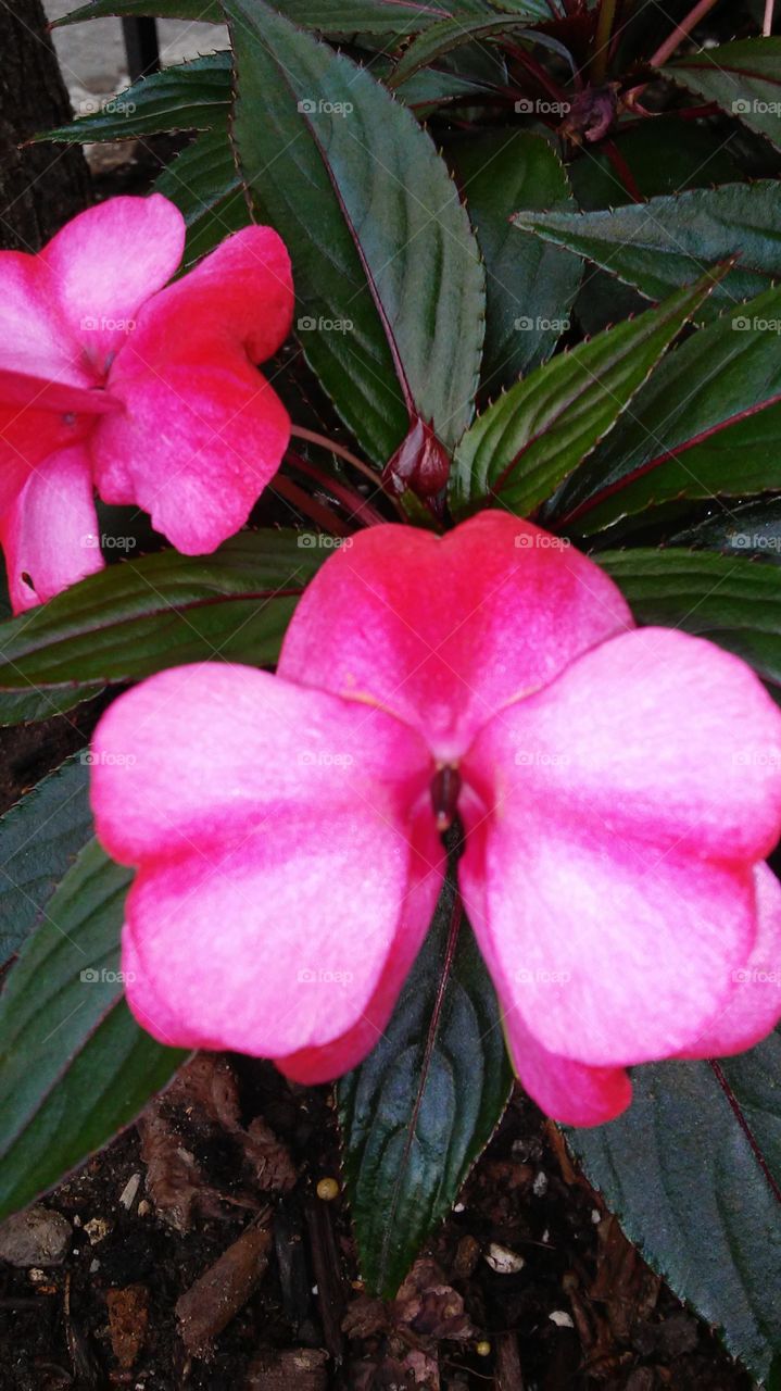 Flower, No Person, Nature, Flora, Leaf