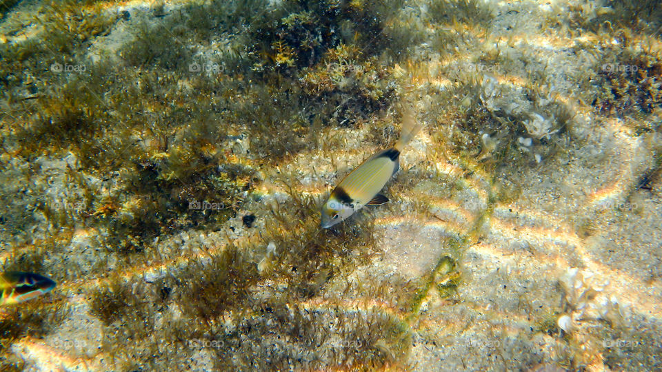 fish in the sea, underwater photo. crystal blue water