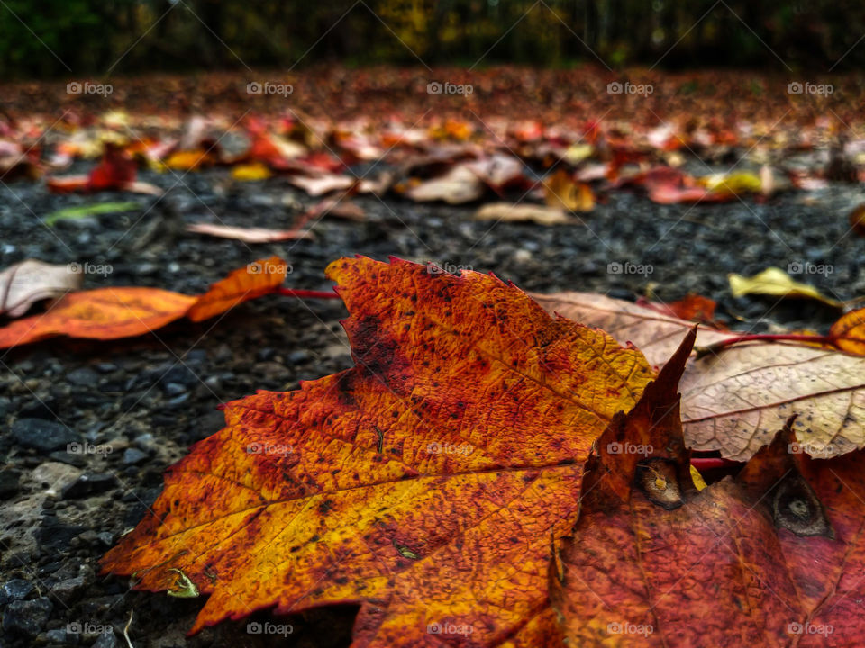 Leafses