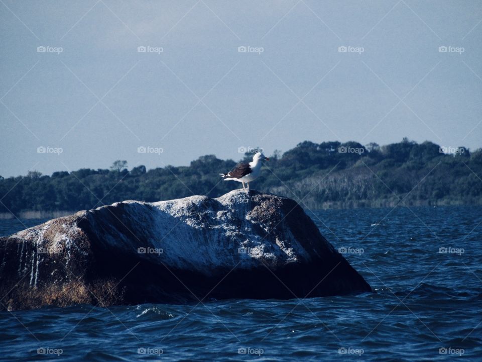 Montauk New York, Seagulls, rock, beach, sea, seabirds, 