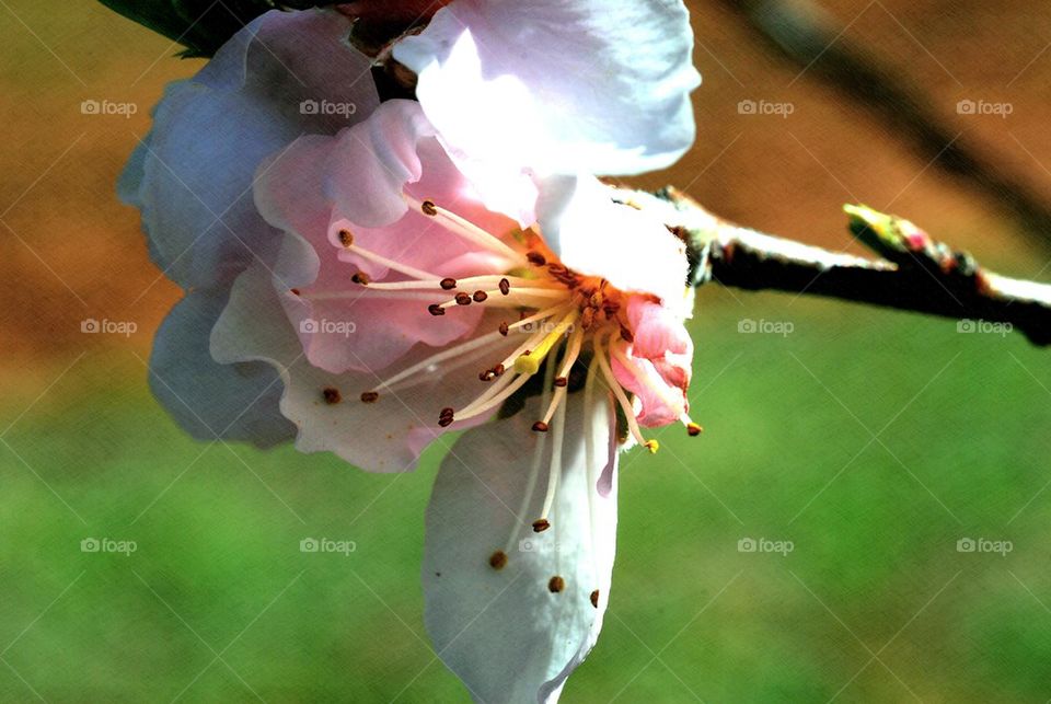 peach blossom closeup