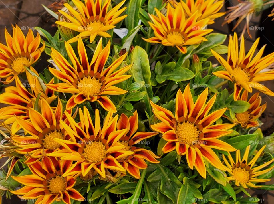 Yellow Flowers of Summer