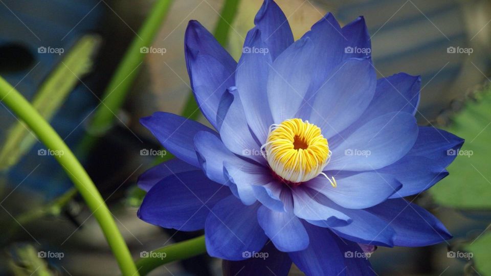 Lotus azul