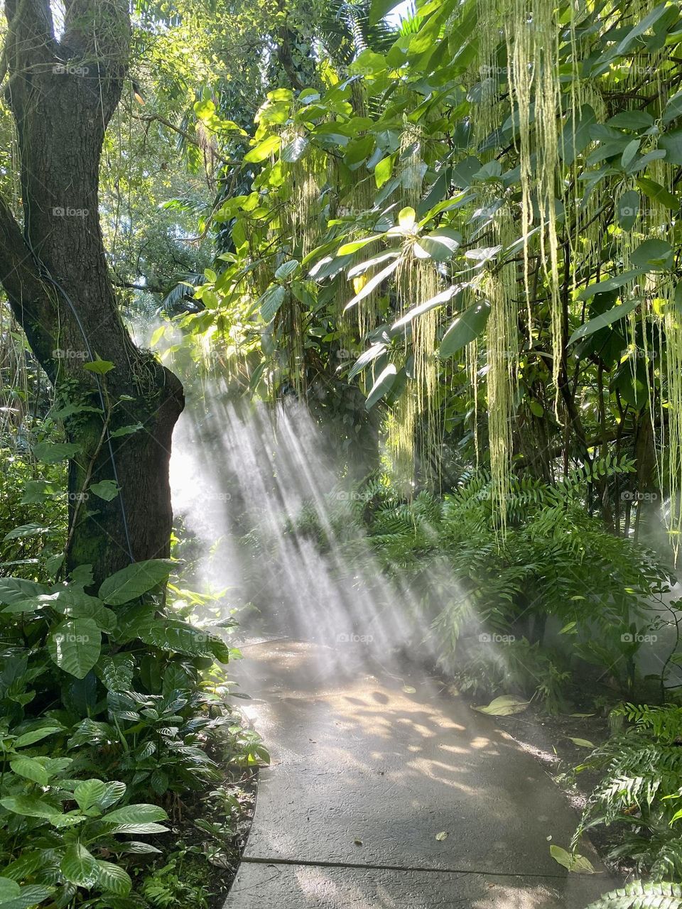 Rays of sun shining through the tree canopy in a tropical garden 