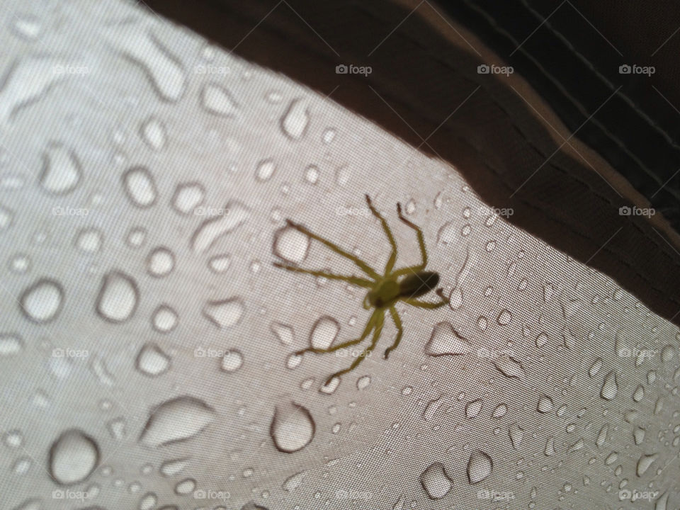 rain spider spain iphone by djmfotos