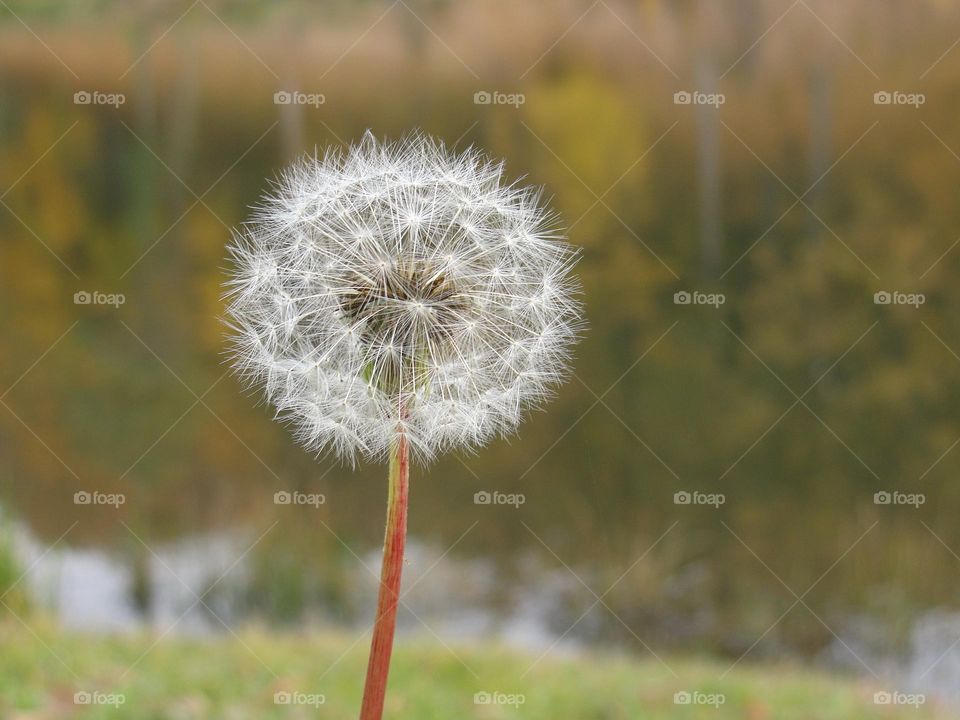 Faded dandelion on the background of the lake