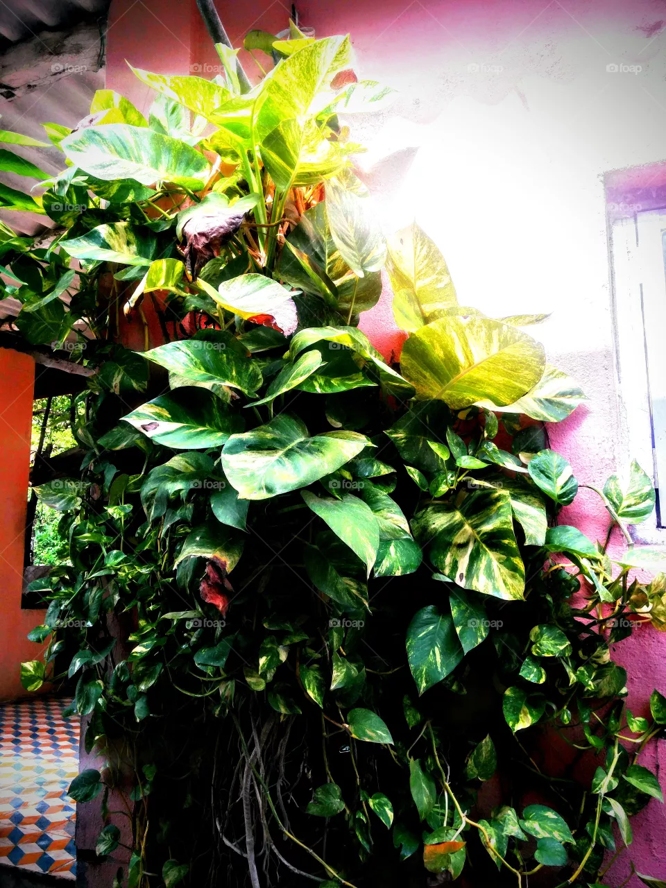 Money plant