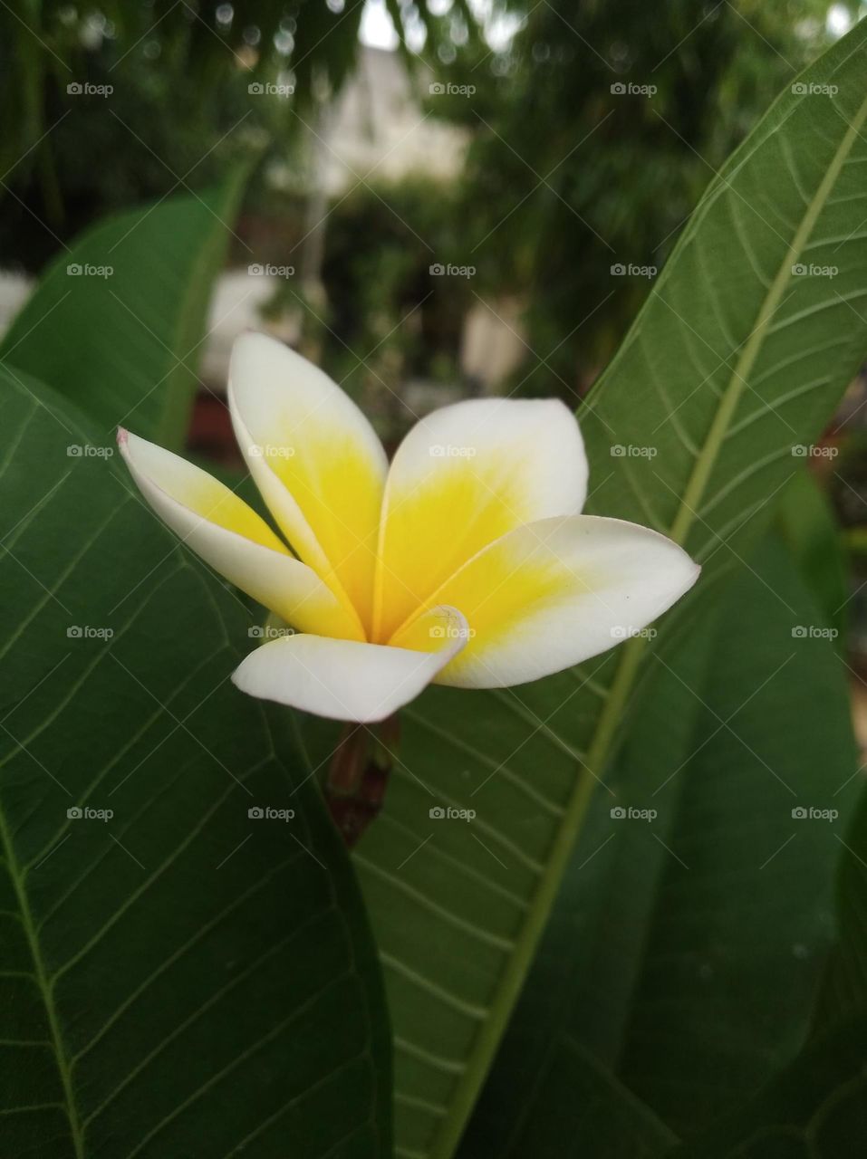 white and yellow flower seasonal fresh shurb small size looks very beautiful generally found everywhere seasonal