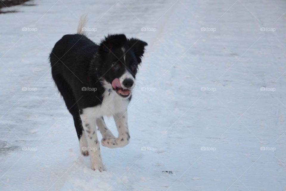Winter dog fun