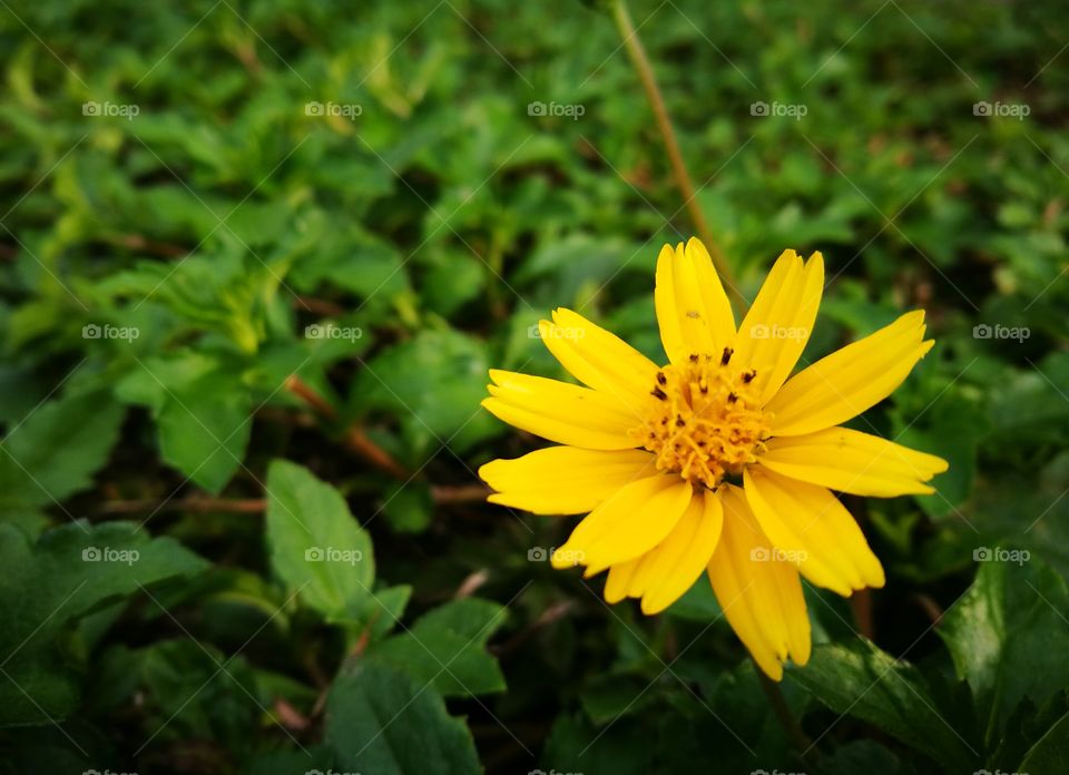 Close-up of yellow flower