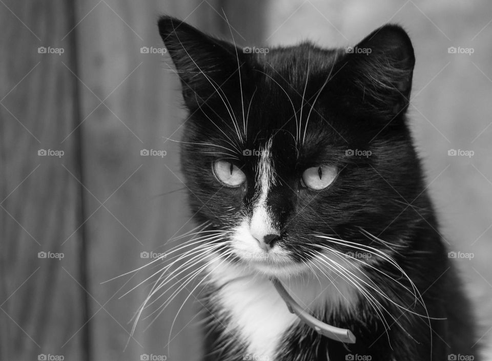 Black and white photo of cute cat