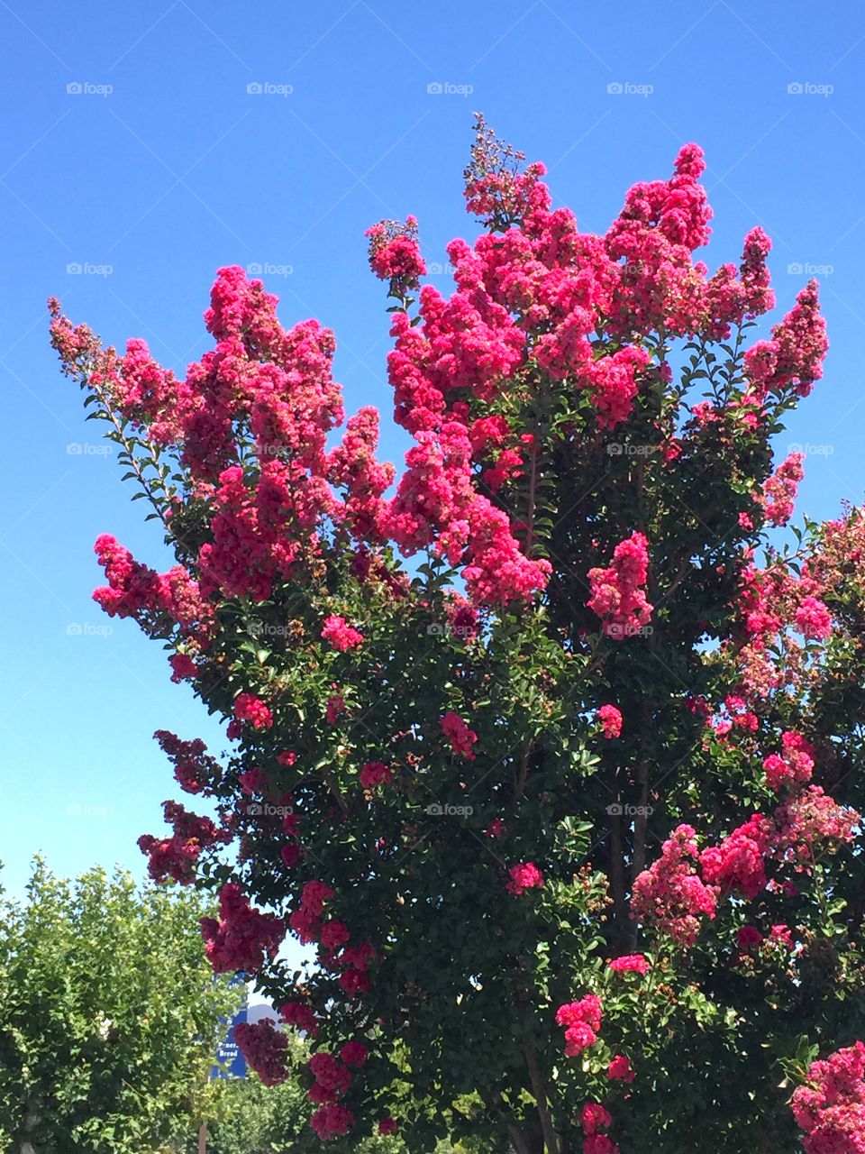 Blooming flower tree