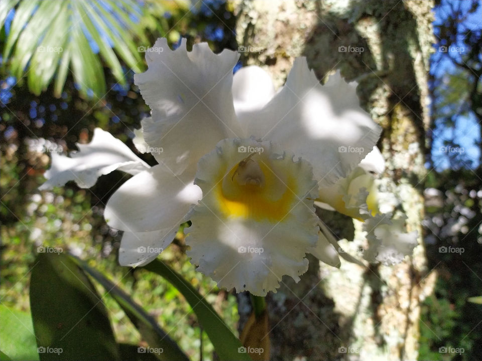 a white orchid in the garden in a sunny day