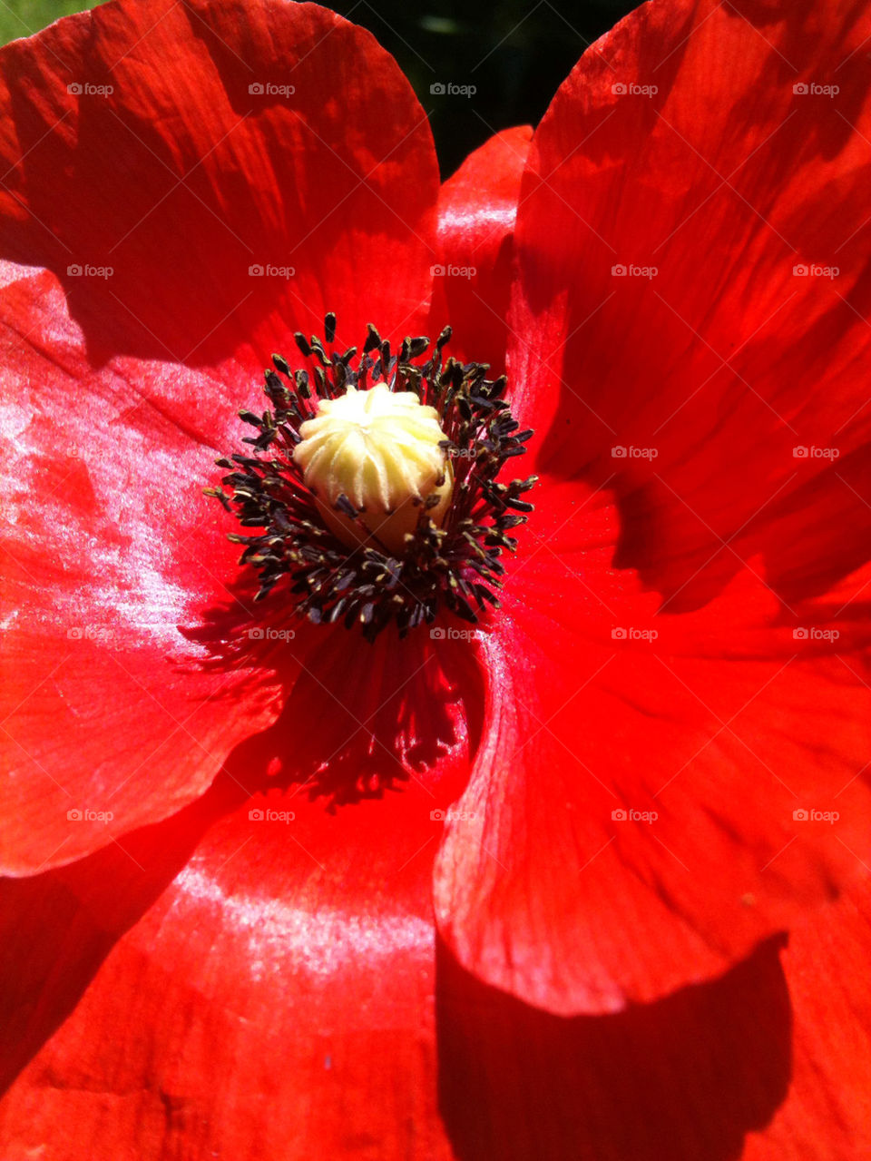 flower red black poppy by rimbert